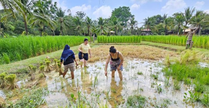 Old Phuket Farm Ticket - Countryside Local Life Culture - Cancellation Policy