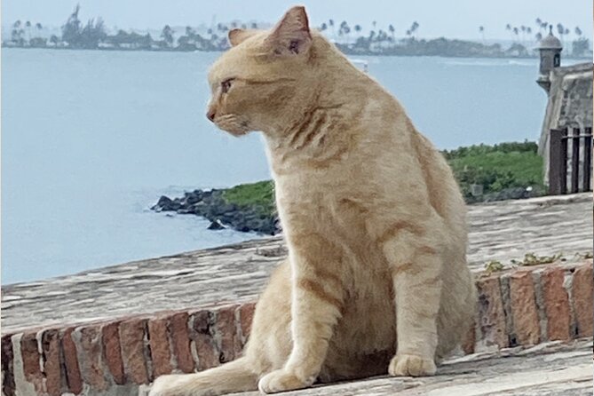 Old San Juan City Walking Tour - Tour Overview