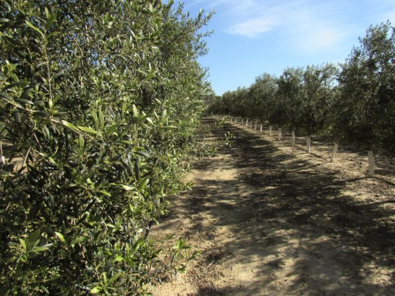 Oleoalmanzora: Guided Tour + Masterclass of EVOO Tasting Eng - Tasting Session With Bread