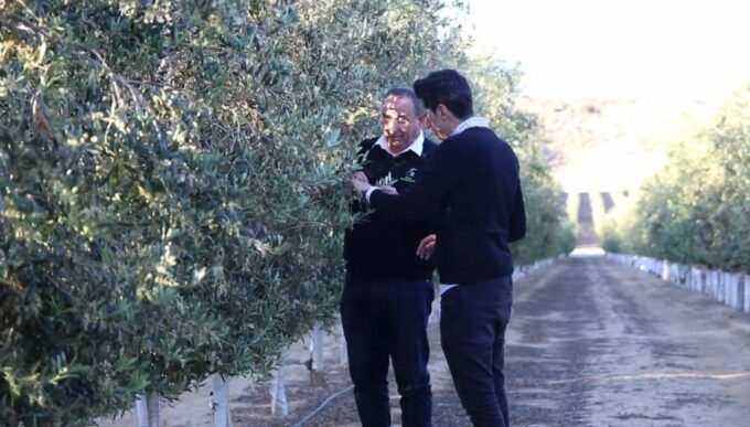 Oleoalmanzora: Guided Tour + Masterclass of EVOO Tasting Eng - Free Cancellation and Payment Options