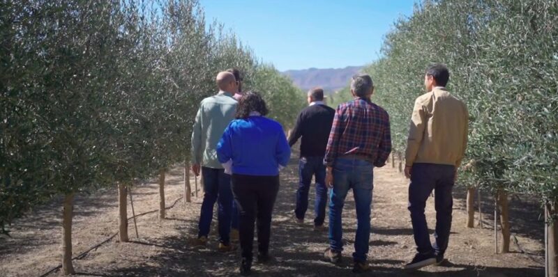 OleoAlmanzora: Guided Tour & Tasting + Pulpí Giant Geode - Key Points