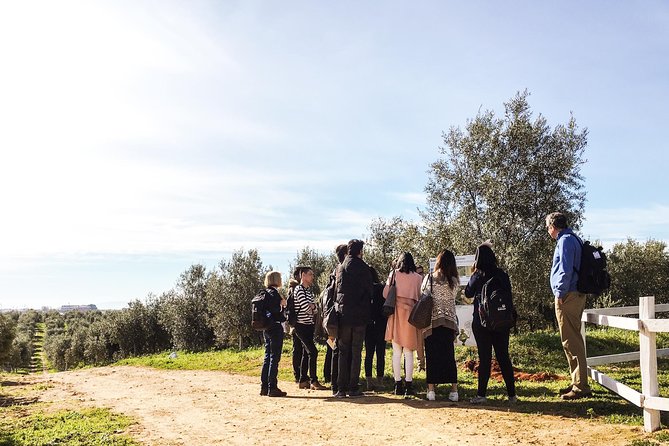 Oleotourism and Olive Oil Tasting in Seville - Private Tour - Traditional Extraction Methods