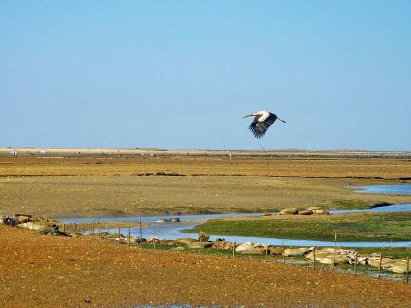 Olhão: 3-Hour Ria Formosa Boat Tour - Languages and Accessibility