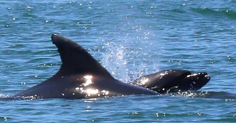 Olhão: Dolphin and Wildlife Watching Boat Tour - Key Points