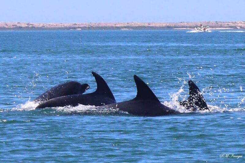 Olhão: Dolphin and Wildlife Watching Boat Tour - Experience Highlights