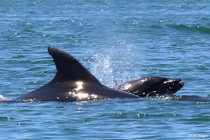 Olhão: Dolphin and Wildlife Watching Boat Tour - Explore the Coast