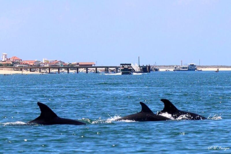Olhão: Dolphin and Wildlife Watching Boat Tour - Experience Highlights