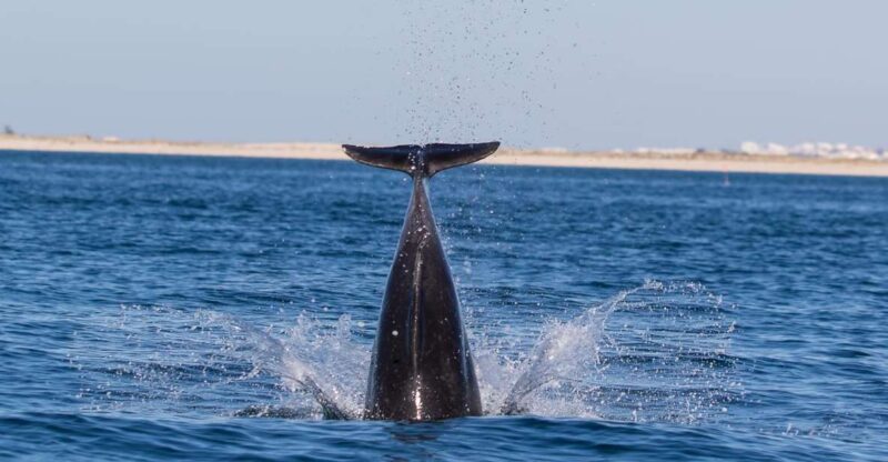 Olhão: Dolphin Observation - Important Information
