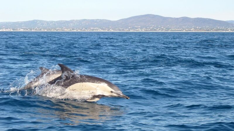 Olhão: Dolphin Observation - Key Points