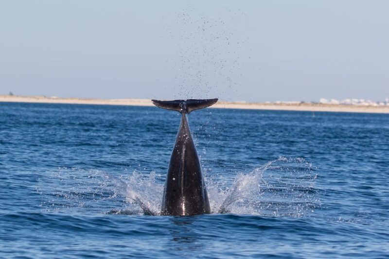 Olhão: Dolphin Observation - Tour Details
