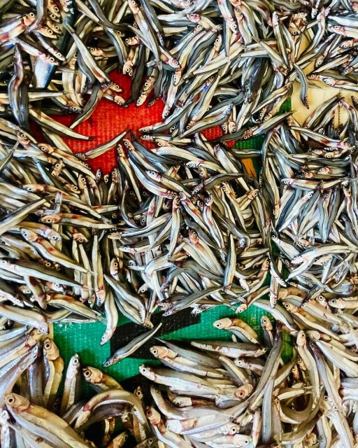 Olhão Fish Market & Food Tour - Exclusions