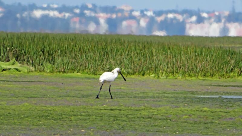 Olhão: Private Boat Tour to Ria Formosa - Itinerary Highlights