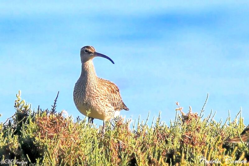 Olhão: Ria Formosa 3 Islands Guided Day Trip by Boat - Highlights and Experience