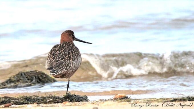 Olhão: Ria Formosa 3 Islands Guided Day Trip by Boat - Meeting Point and Requirements