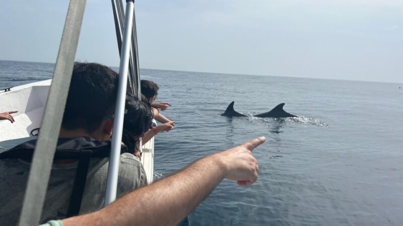 Olhão - Safari Watching Dolphins and Other Species - Key Points
