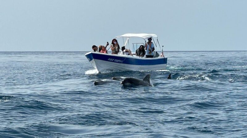 Olhão - Safari Watching Dolphins and Other Species - Tour Details
