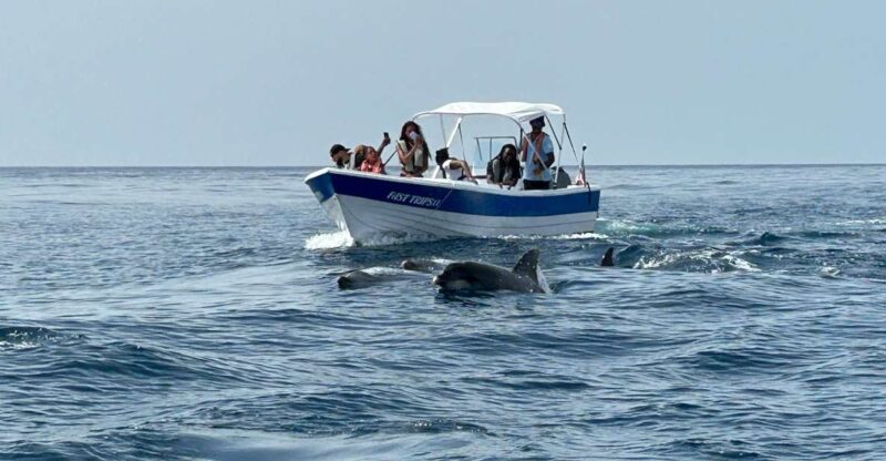 Olhão - Safari Watching Dolphins and Other Species - Booking Information