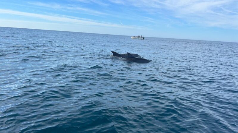 Olhão - Safari Watching Dolphins and Other Species - Tour Details
