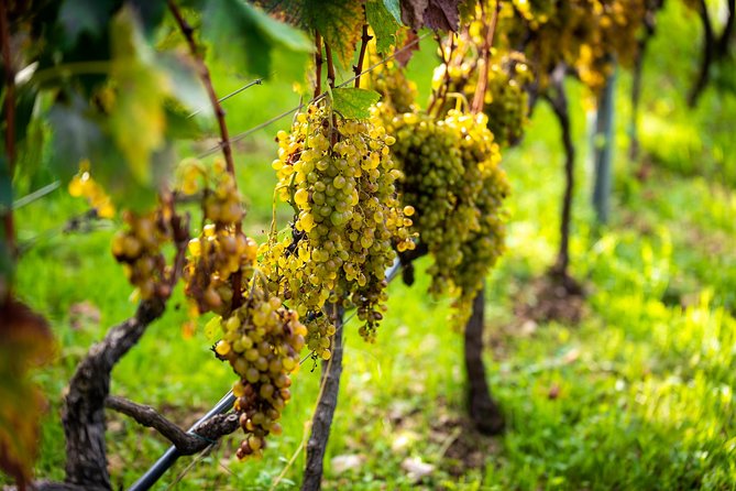 Olive Farm & Village - Exploring the Olive Farm