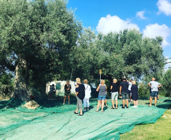 Olive Grove Tour & Olive Oil Tasting and Lunch in Messinia - Frequently Asked Questions