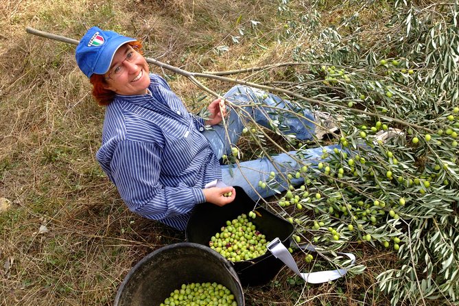 Olive Harvest in Provence - Included in the Experience