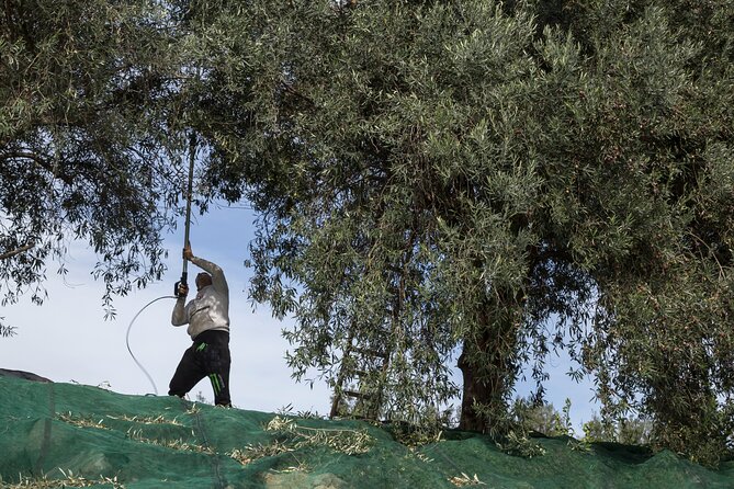 Olive Harvest, Visit to the Oil Mill and Typical Lunch - Typical Lunch Menu