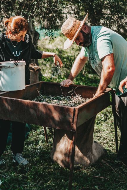 Olive Harvesting & Olive Oil Tasting - Location and Meeting Point