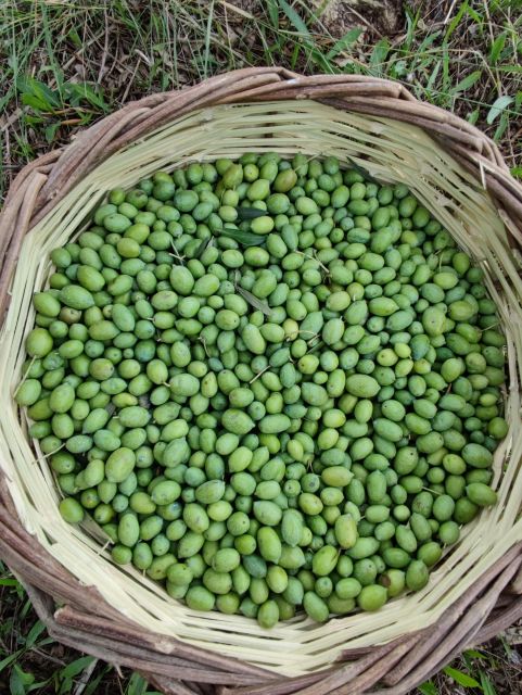 Olive Harvesting & Olive Oil Tasting - Highlights of the Tour