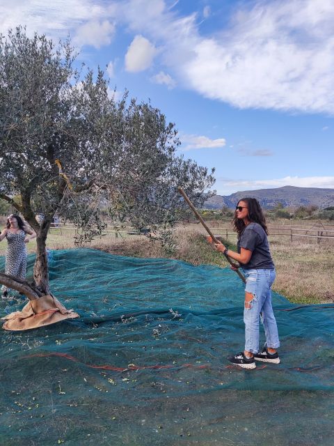 Olive Harvesting & Olive Oil Tasting - Hands-on Olive Harvesting