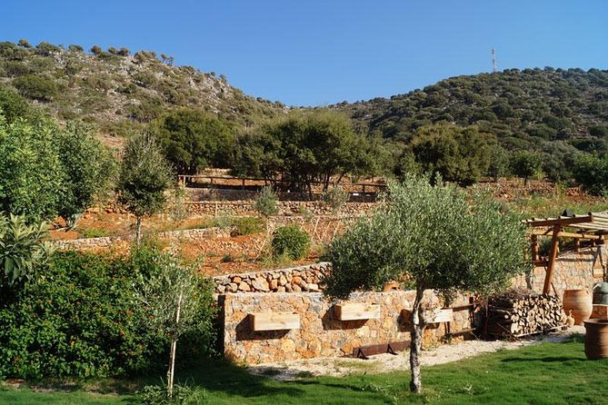 Olive Mill Festival - Dining Experience