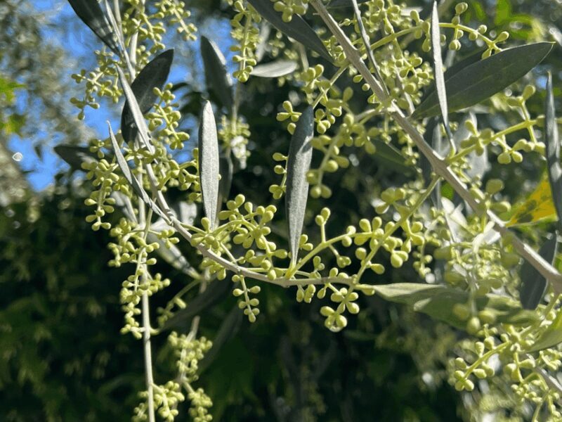 Olive Mill Tour and Tasting in the Padua Hills - Visitor Experience and Recommendations