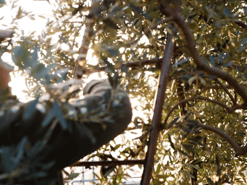 Olive Mill Tour and Tasting in the Verona Countryside - Key Points