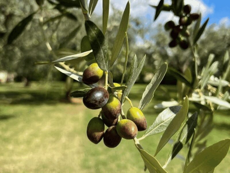 Olive Mill Tour and Tasting in the Verona Countryside - Itinerary of the Experience