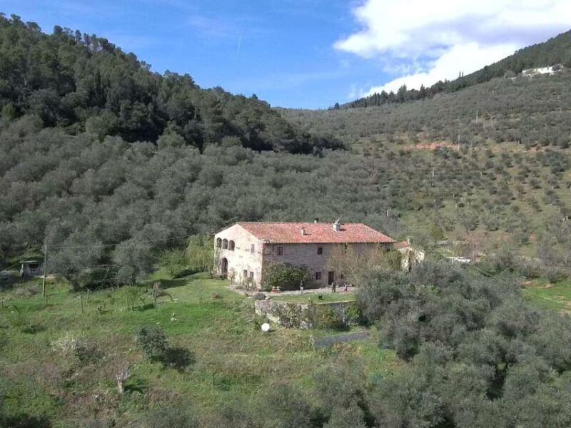 Olive Mill Tour With Oil and Food Tastings Near Pisa - Key Points