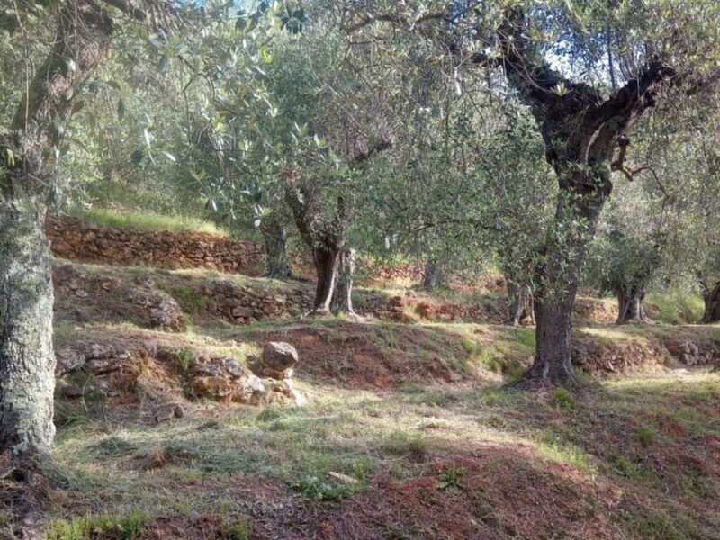 Olive Mill Tour With Oil and Food Tastings Near Pisa - Overview of the Olive Mill Tour
