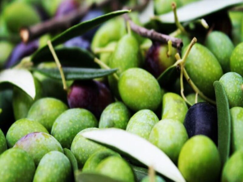 Olive Mill Tour With Oil and Food Tastings Near Pisa - Tips for a Memorable Experience
