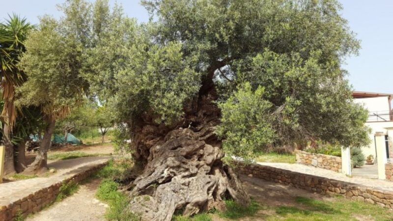 Olive Mill Visit & Olive Oil Tasting 3-Hour Trip Private - Private Transportation