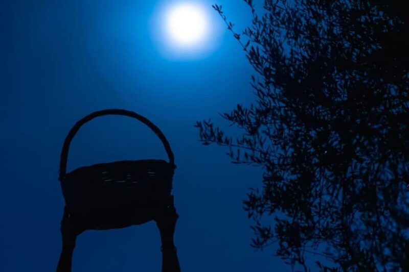 Olive Oil Evening A Journey of Taste, Tradition and Horses - Hands-on Vegetable Harvesting