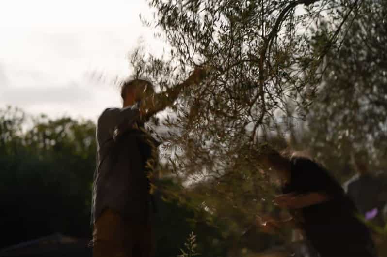 Olive Oil Evening A Journey of Taste, Tradition and Horses - Olive Oil Tasting Delights