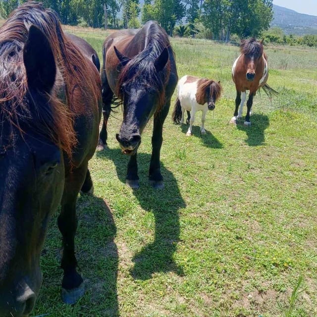 Olive Oil Evening A Journey of Taste, Tradition and Horses - Dining Under the Stars