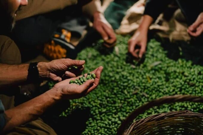 Olive Oil Evening A Journey of Taste, Tradition and Horses - Photographic Memories Captured