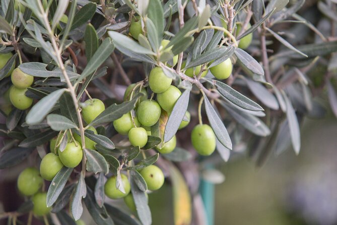 Olive Oil Factory From Seville Private Tour - Transportation and Pickup Details