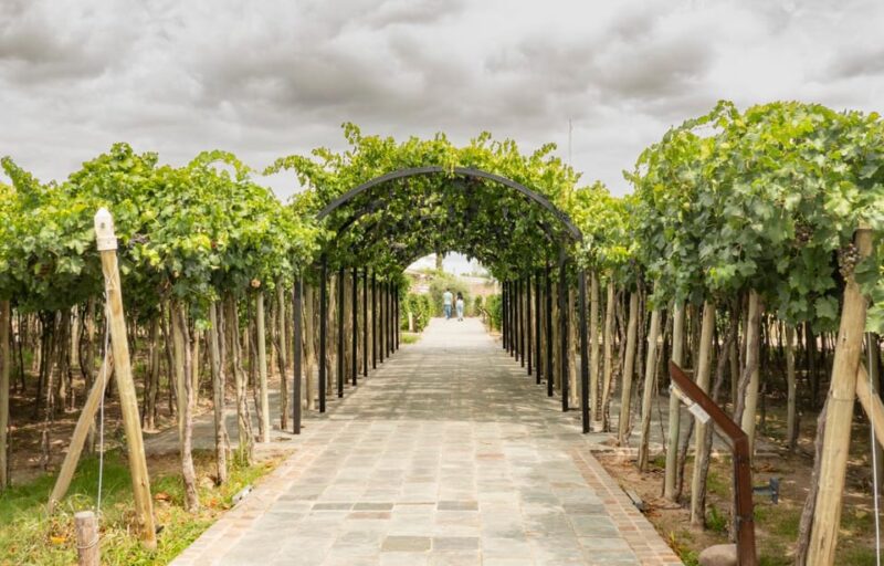 Olive Oil Factory + Wineries + Full Asado Lunch (Full Day) - Itinerary Highlights