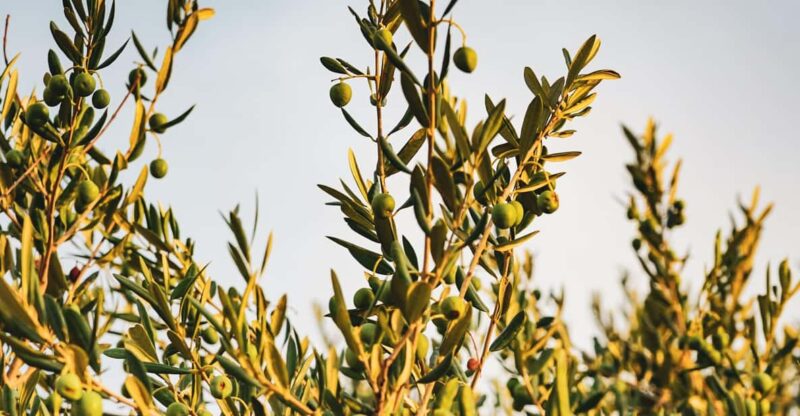 Olive Oil Factory + Wineries + Full Asado Lunch (Full Day) - Olive Oil Experience