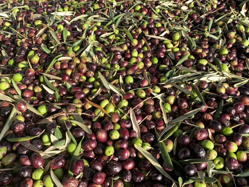 Olive Oil Factory + Wineries + Full Asado Lunch (Full Day) - Gourmet Lunch Details