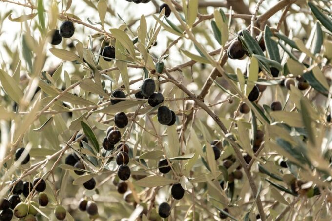 Olive Oil Factory + Wineries + Full Asado Lunch (Full Day) - Booking and Cancellation Policy