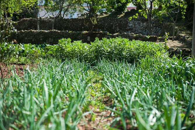 Olive Oil Farm to Fork Experience & Short Walking Tour of Kotor - Booking Details and Pricing