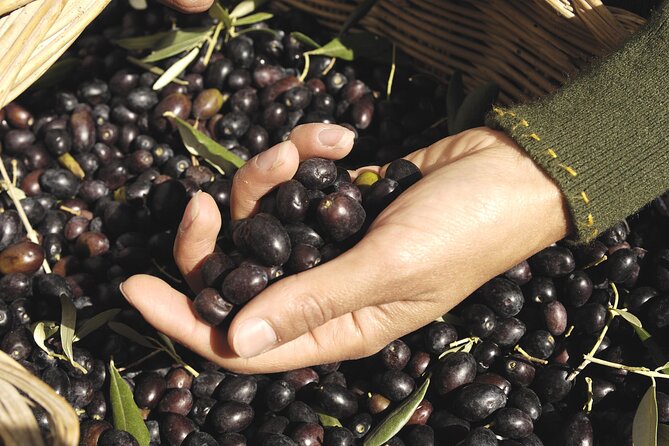 Olive Oil Private Tour in Portugal - Savoring the Flavors of Olive Oil Tasting