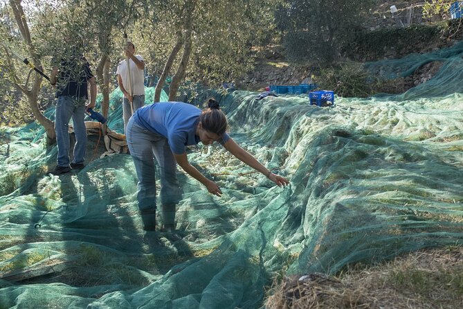 Olive Oil Private Tour in Portugal - Highlights of the Olive Oil Private Tour