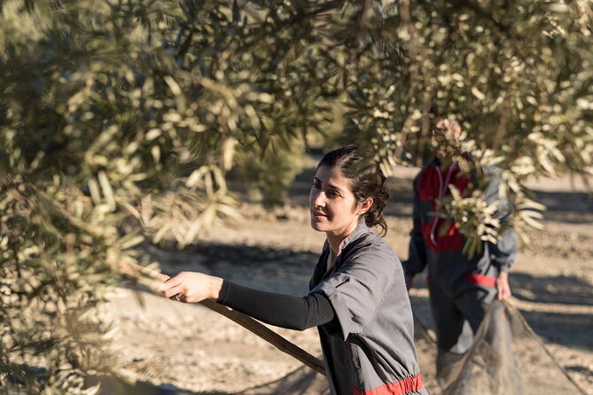 Olive Oil Private Tour in Portugal - Practical Information and Tour Logistics